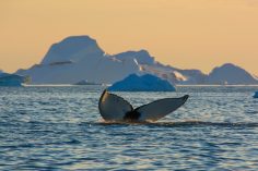 RS15898_Ilulissat2018-09-01DSC_5956