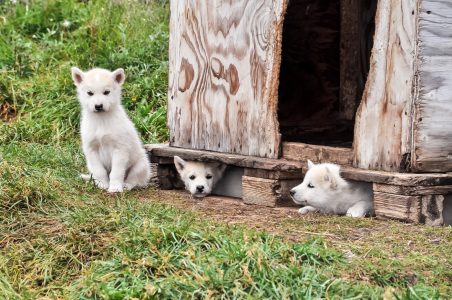 RS26940_Sisimiut2019-07-19DSC_1893