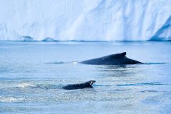 RS27014_Ilulissat2019-08-04SNL_0345