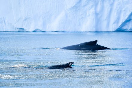 RS27014_Ilulissat2019-08-04SNL_0345